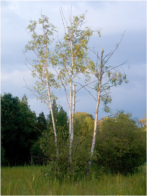 Torfbroek berch trees