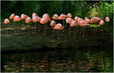Sleeping Flamingos