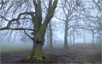 Misty morning trees