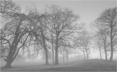 Misty morning trees (Part two)