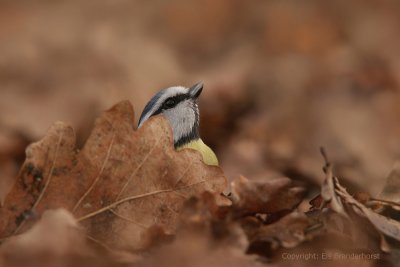 Blue Tit - Pimpelmees