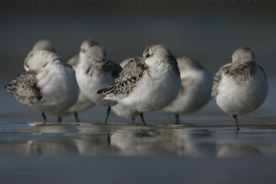 Sanderling - Drieteenstrandloper