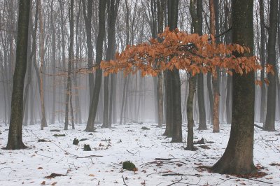 Forest on a winterday