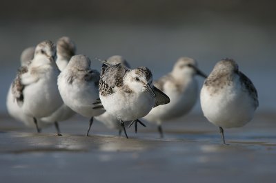 Sanderling - Drieteenstrandloper