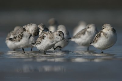 Sanderling - Drieteenstrandloper