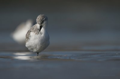 Sanderling - Drieteenstrandloper