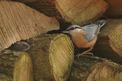 Bank Vole and Nuthatch