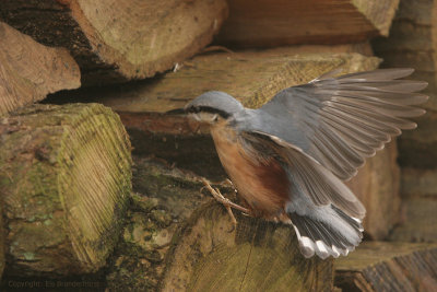 Nuthatch