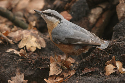 Nuthatch