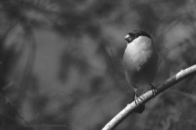 Bullfinch - Goudvink