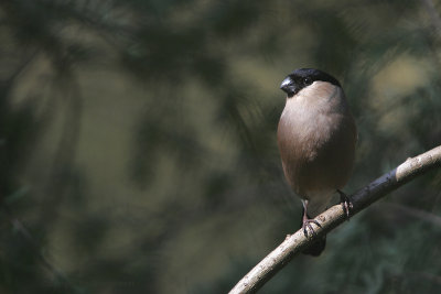 Bullfinch - Goudvink