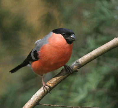 Bullfinch - Goudvink