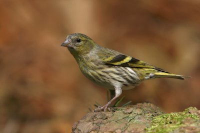 Siskin - Sijs