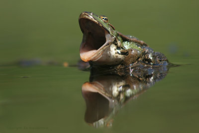 Green Frog - Groene Kikker