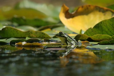 A hot summer day at a fen