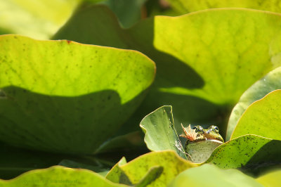 Frog in the throat! Cannibalism!