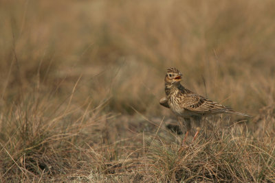 Sky Lark - Veldleeuwerik