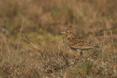 Sky Lark - Veldleeuwerik