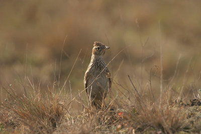 Sky Lark - Veldleeuwerik