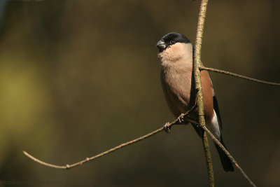 Bullfinch - Goudvink