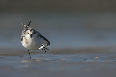 Sanderling - Drieteenstrandloper