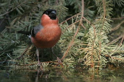 Bullfinch - Goudvink