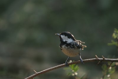Coal tit - Zwarte mees