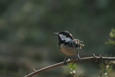 Coal tit - Zwarte mees