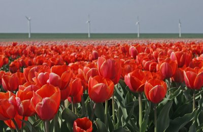 Tulips, a dyke  and windmills