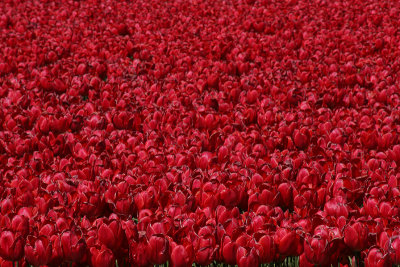 Tulipfields - Bollenvelden, Flevoland