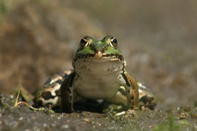 Macho Frog
