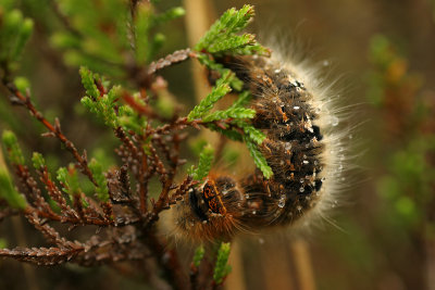 Oak eggar - Hageheld