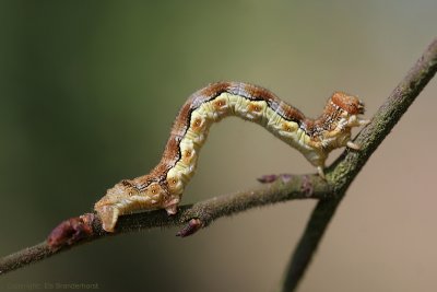 Mottled Umber - Grote Wintervlinder