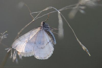 Northern Winter Moth  Berkenwintervlinder