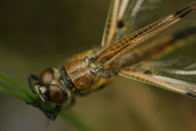 Four spotted chaser - Viervlek
