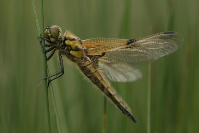 Four spotted chaser - Viervlek