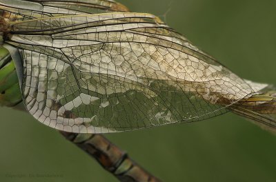 Emperor Dragonfly - Grote Keizerlibel