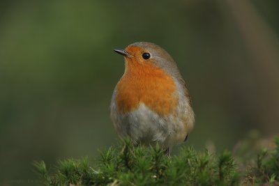 Robin - Roodborst