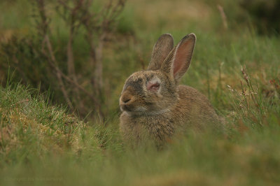 Rabbit - Konijn