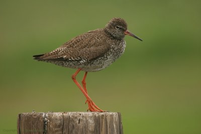 Redshank - Tureluur