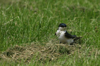 House Martin - Huiszwaluw