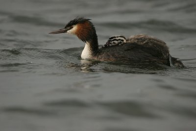 Great Crested Grebe - Fuut