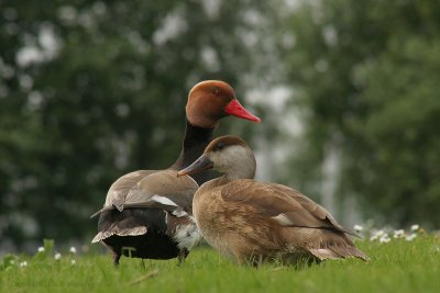 Red-crested Pochard - Krooneend