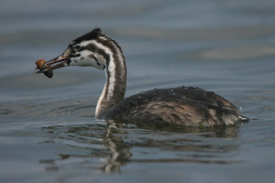 Great Crested Grebe - Fuut