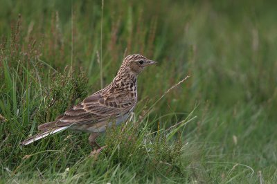 Sky Lark - Veldleeuwerik