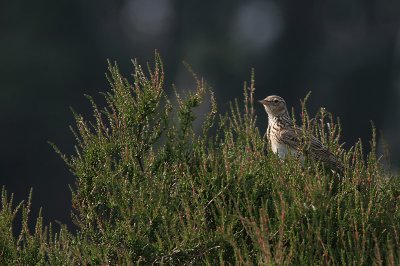 Sky Lark - Veldleeuwerik