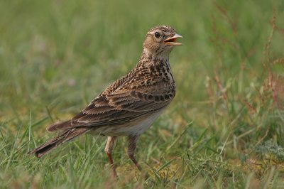 Sky Lark - Veldleeuwerik