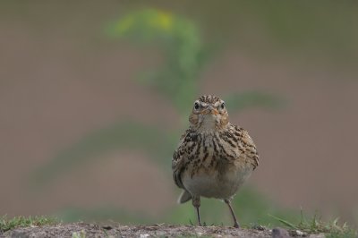 Sky Lark - Veldleeuwerik