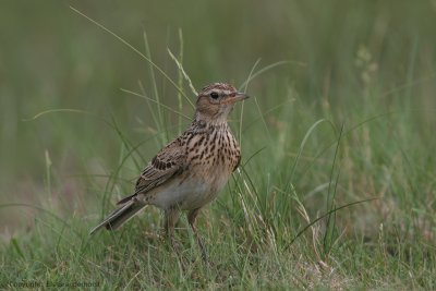 Sky Lark - Veldleeuwerik