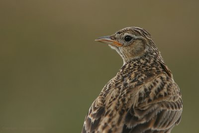 Sky Lark - Veldleeuwerik